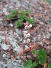 Heuchera hallii