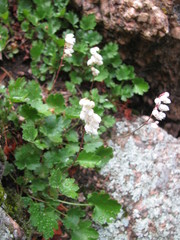 Heuchera hallii