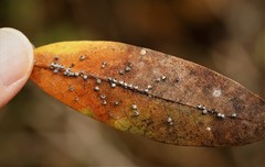 Euthoracaphis umbellulariae