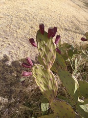 Opuntia elata