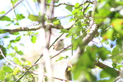 Uropsila leucogastra