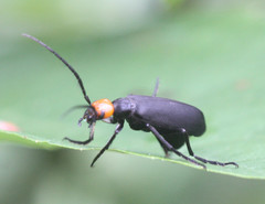 Epicauta ruficeps