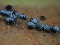 Euthoracaphis umbellulariae