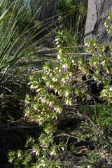 Conostephium pendulum