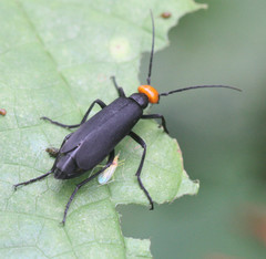 Epicauta ruficeps