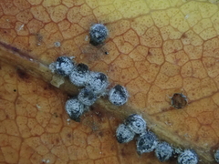 Euthoracaphis umbellulariae