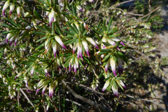 Conostephium pendulum