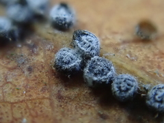 Euthoracaphis umbellulariae