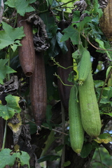Luffa