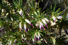 Conostephium pendulum