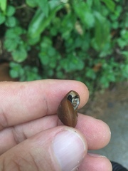 Dyakiidae