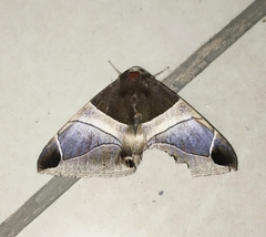 Bastilla crameri