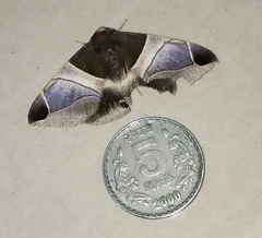 Bastilla crameri
