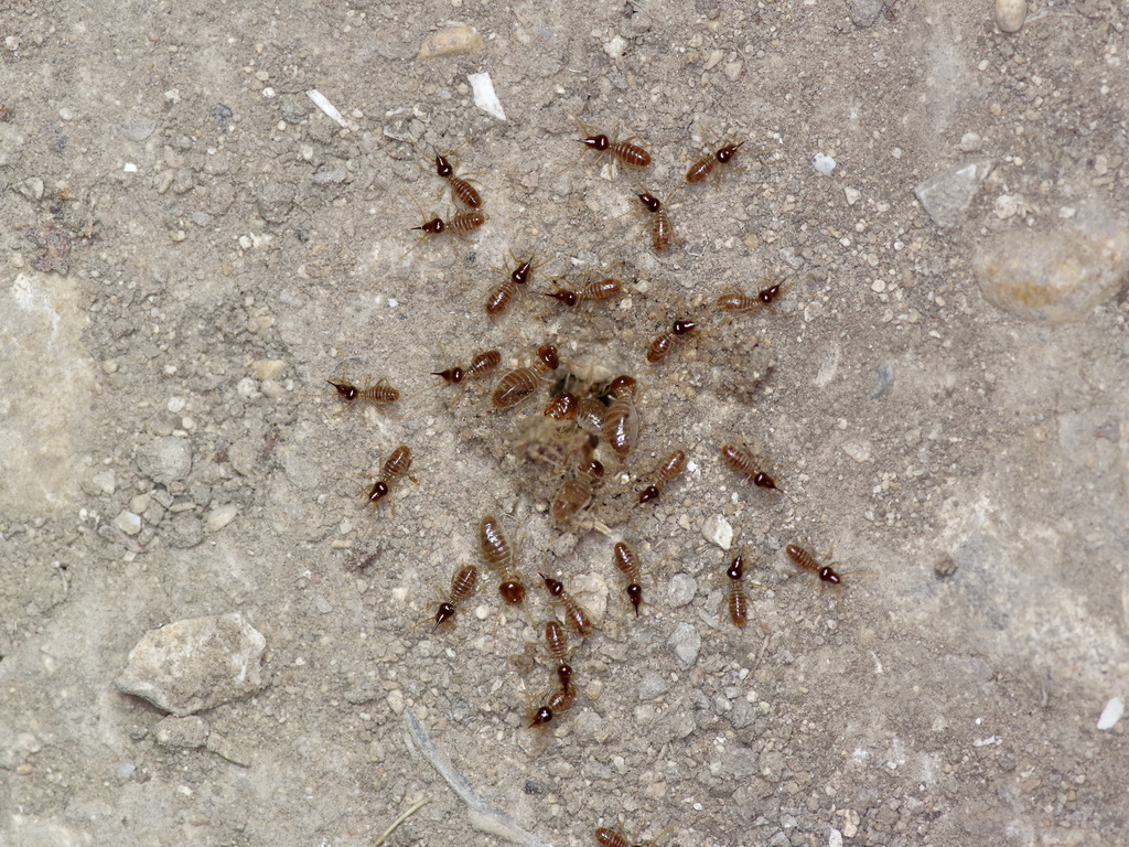 Tenuirostritermes cinereus