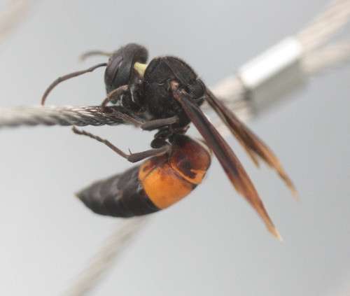 Vespa affinis