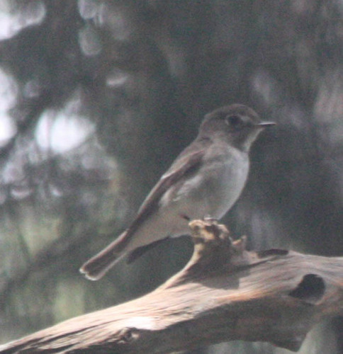 Muscicapa dauurica