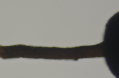 Mycocalicium subtile