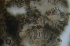 Mycocalicium subtile