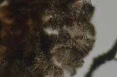 Mycocalicium subtile