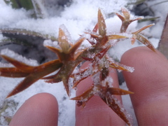 Aciphylla hookeri