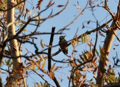 Leiopicus mahrattensis