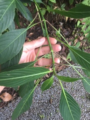 Ruellieae
