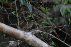 Arremonops chloronotus