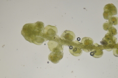 Frullania californica