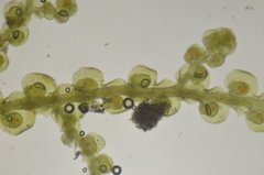 Frullania californica