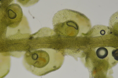 Frullania californica