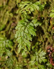 Hymenophyllum cupressiforme