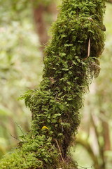 Hymenophyllum cupressiforme