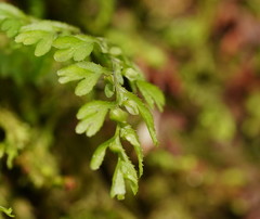 Hymenophyllum cupressiforme