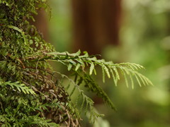 Notogrammitis heterophylla