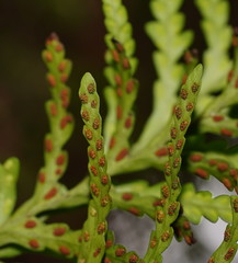 Notogrammitis heterophylla