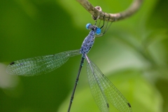 Lestes praemorsus decipiens