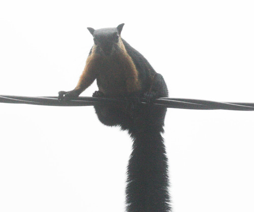 Ratufa bicolor