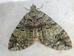 Hydriomena albifasciata