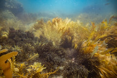 Cladostephus hirsutus