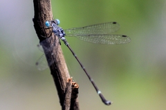 Lestes praemorsus decipiens