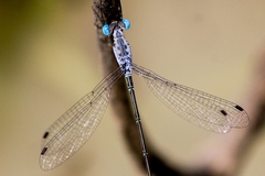 Lestes praemorsus decipiens