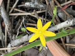 Hypoxis pratensis