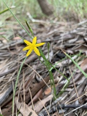 Hypoxis pratensis