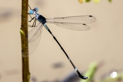 Lestes praemorsus decipiens