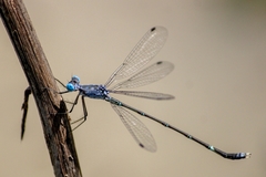 Lestes praemorsus decipiens