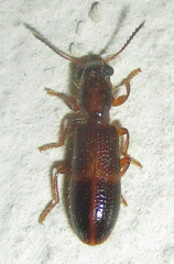 Eucymatodera