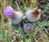 Woolly Thistle - Photo (c) Kostas Zontanos, some rights reserved (CC BY-NC), uploaded by Kostas Zontanos