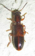 Eucymatodera