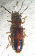 Eucymatodera