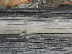 Polyrhachis semiaurata